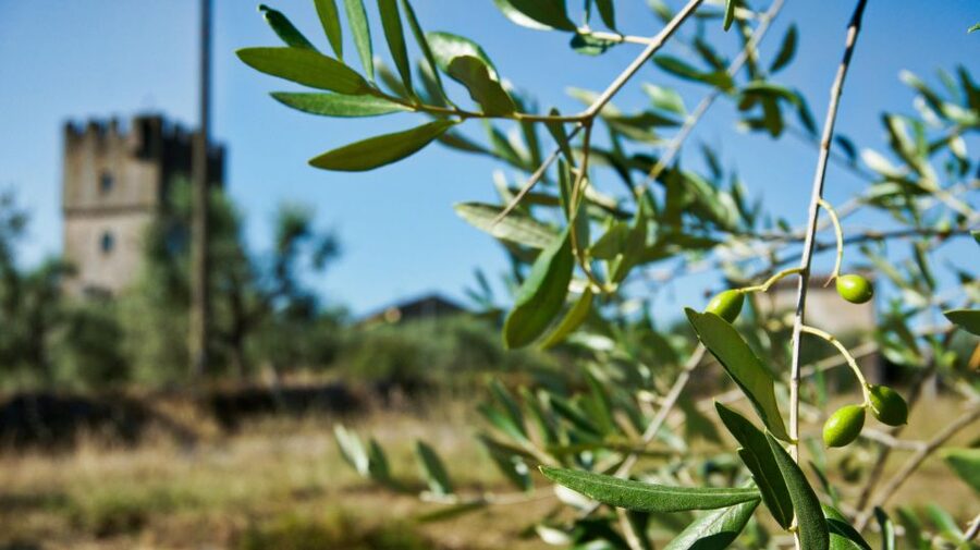 Siena: Half-day Guided Hike to Monteriggioni - Who Should Book This Hike (and Who Should Skip It)