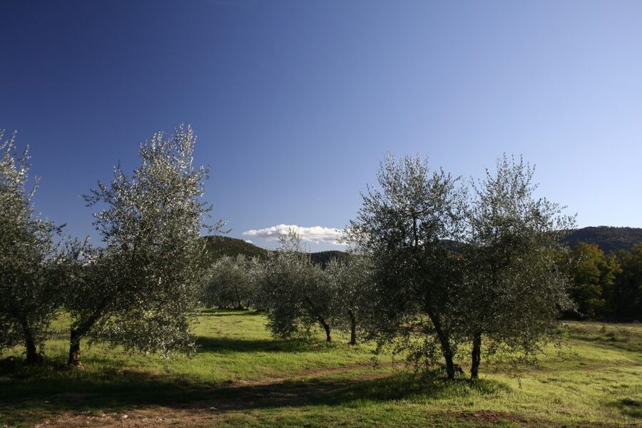 Siena: Half-day Guided Hike to Monteriggioni - Getting Onto the Via Francigena: Why the Route Feels Different