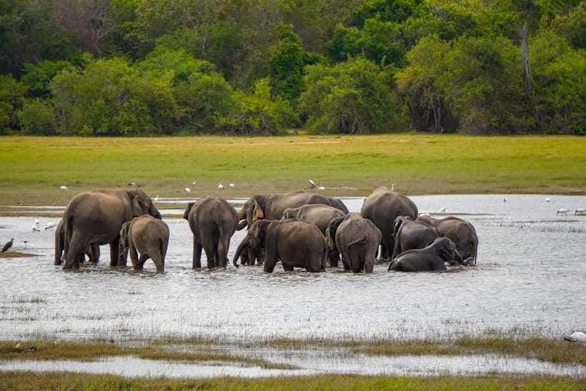 Sigiriya Lion Rock Hike & Minneriya National Park Safari - Key highlights worth planning around