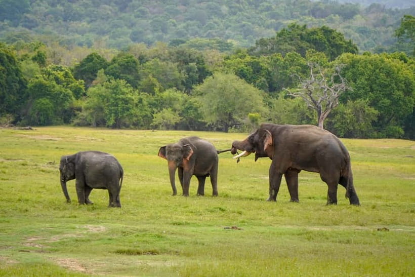 Sigiriya Lion Rock Hike & Minneriya National Park Safari - Your 1-Hour Lunch Break: Real Fuel, Not a Ticketed Tourist Trap