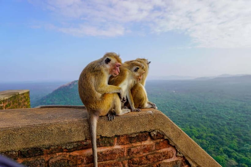 Sigiriya Lion Rock Hike & Minneriya National Park Safari - What a Private Safari Jeep Actually Adds to Your Day