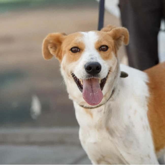 Skiathos: Dog Shelter Visit, Hike & Cooking Class with Lunch - The Skiathos Dog Shelter: meeting the caretakers and choosing your dog moment