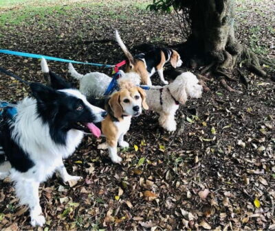 Skiathos: Dog Shelter Visit, Hike & Cooking Class with Lunch - Hotel Pickup and the First Reality Check