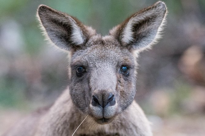 Small-Group Grampians Great Wildlife Escape Day Trip with Hiking - Key things I’d bank on before you go