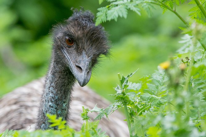 Small-Group Grampians Great Wildlife Escape Day Trip with Hiking - Value check: is $111.17 a good deal?