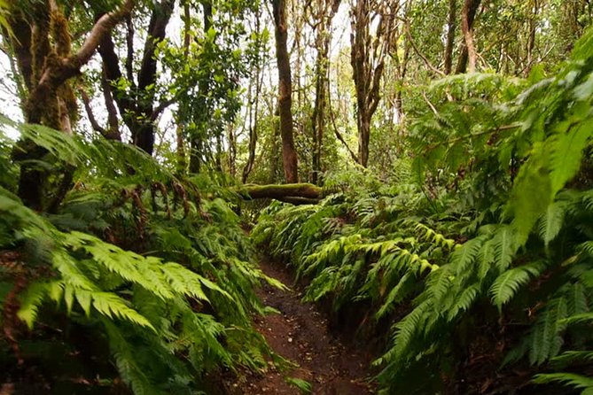 Small Group Guided Hiking in Anaga Rural Park in Tenerife - Key highlights that matter on this Anaga hike
