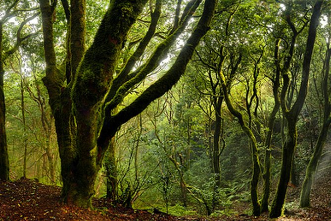 Small Group Guided Hiking in Anaga Rural Park in Tenerife - Who this Anaga hike is best for