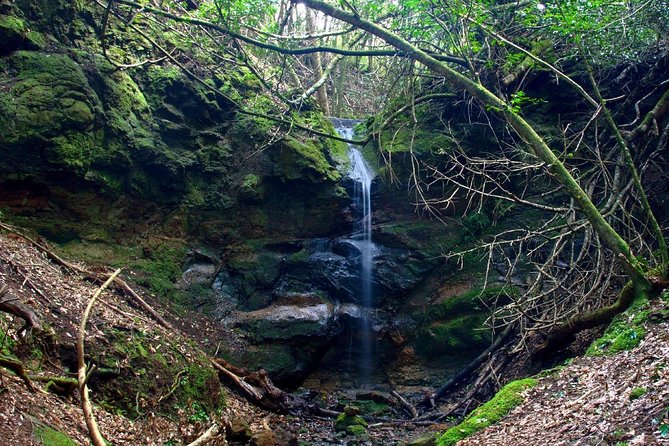 Small Group Guided Hiking in Anaga Rural Park in Tenerife - Cruz del Carmen Visitor Center: the quick stop that adds context