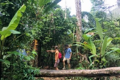 Small-Group Jungle Hiking Excursion in Khao Phra Teaw Park - The Main Hike Through Khao Phra Thaeo National Park: Plants, Insects, and Gibbon Odds