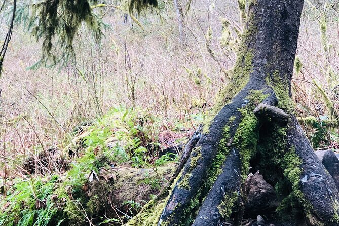 Snoqualmie falls and Twin Falls Hike - Olallie State Park and Twin Falls: guided start, then about an hour solo
