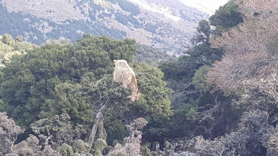 South Crete: Sarakinas Gorge Hike, Swim & Jeep Safari - Sarakinas Gorge hike: where the day turns into the real adventure