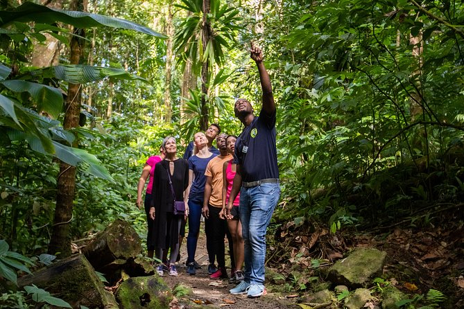 St Lucia Ultimate 3: Aerial Tram, Zipline and Hiking at Rainforest Adventures - Should you book St Lucia Ultimate 3?