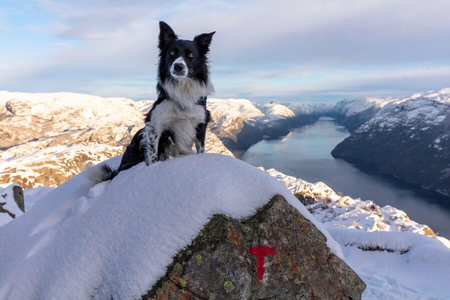 Stavanger: Preikestolen Winter Hike + Hot Lunch - Key Things That Make This Winter Hike Worth It