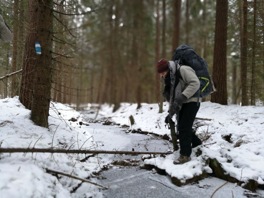 Stockholm: Nature Hike with Campfire Lunch - The winter hike: off-path forest time with plant and animal spotting