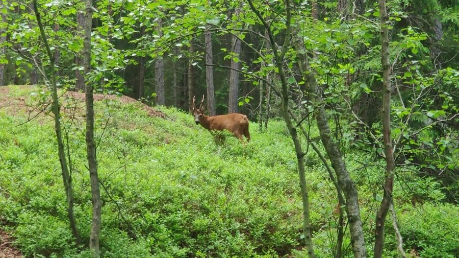 Stockholm: Wildlife Tour With Dinner and Short Hike - Who should book this tour, and who should rethink it
