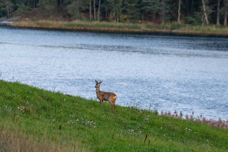 Stockholm: Wildlife Tour With Dinner and Short Hike - The short hike and track spotting: reading signs like a local