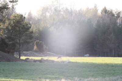 Stockholm: Wildlife Tour With Dinner and Short Hike - The van route: how you boost your chances (without rushing)