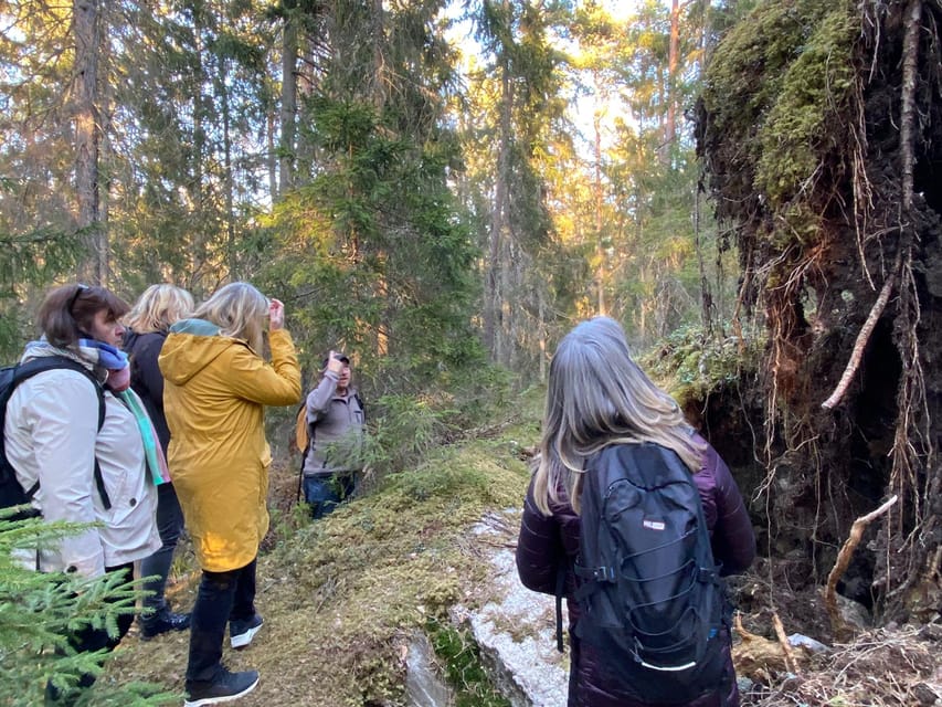 Stockholm: Wildlife Tour With Dinner and Short Hike - What you’re likely to see: moose country, plus more