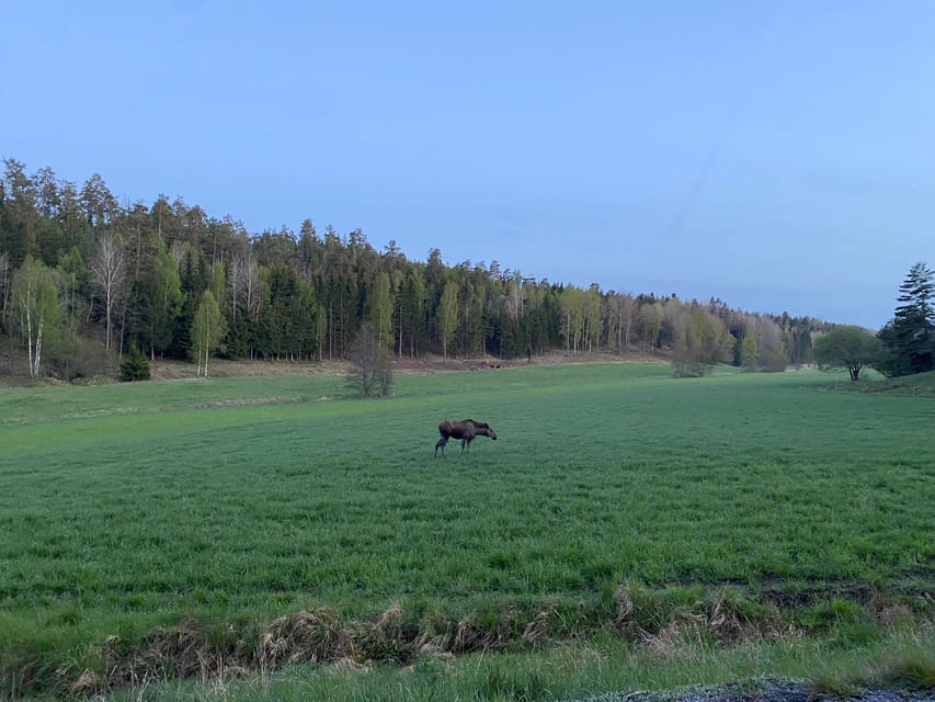 Stockholm: Wildlife Tour With Dinner and Short Hike - Price and value: what $160 includes, and what it’s really buying