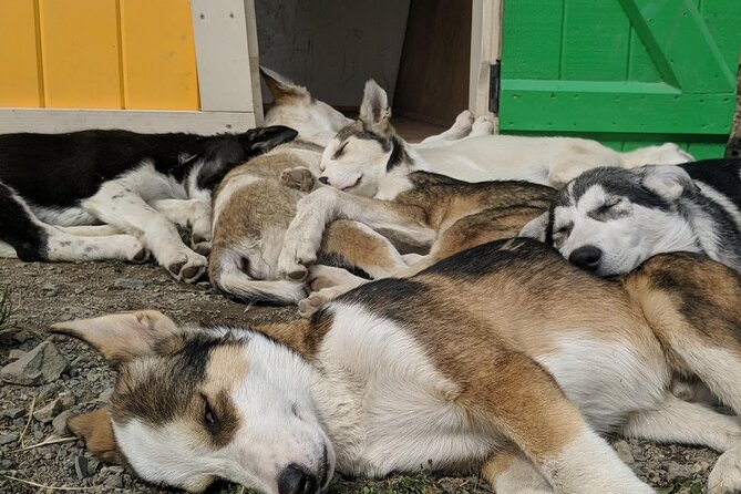 Summer Sled Dog Remote Yukon Camp & Summit Tour - The dog-pulled cart ride: fun motion and choosing where you sit