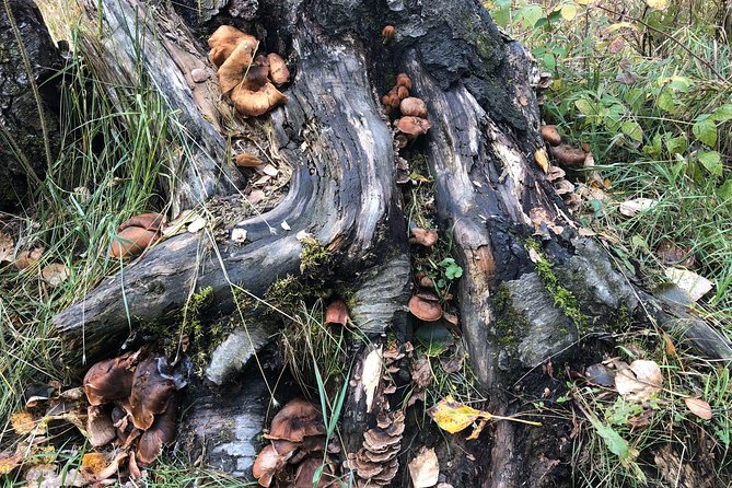 Summer Valley and Forest Hike - On the Trail: Birch, Aspen, Spruce, and Wild Edible Clues