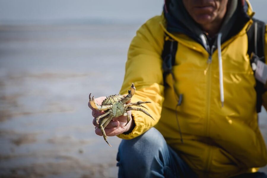 Sylt: Guided Mudflat Hike on the Island - Key things to know before you step onto the mudflats