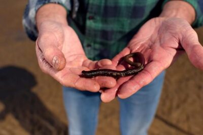 Sylt: Guided Mudflat Hike on the Island - Meet Jan Krüger at Vogelkoje and Learn the Rules of the Tide
