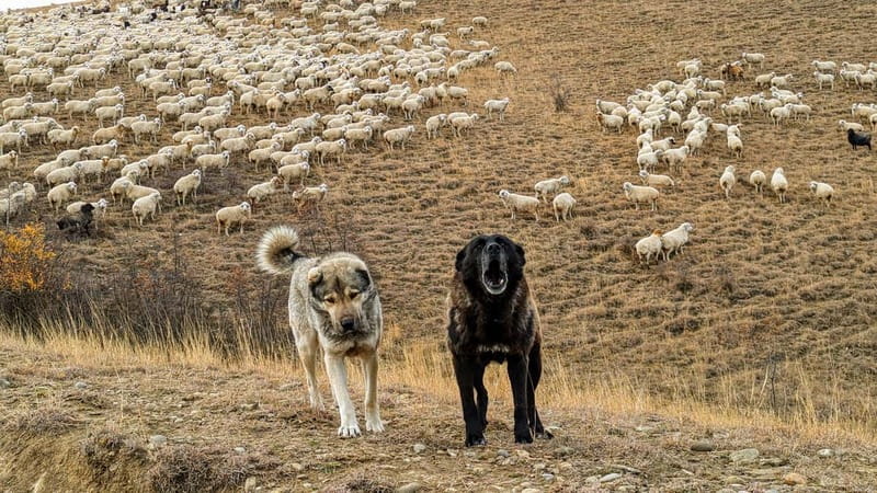 Tbilisi: Real Adventure – Gareja & Rainbow Desert 4x4 + Hike - St. John the Baptist cave monastery: history you can walk into