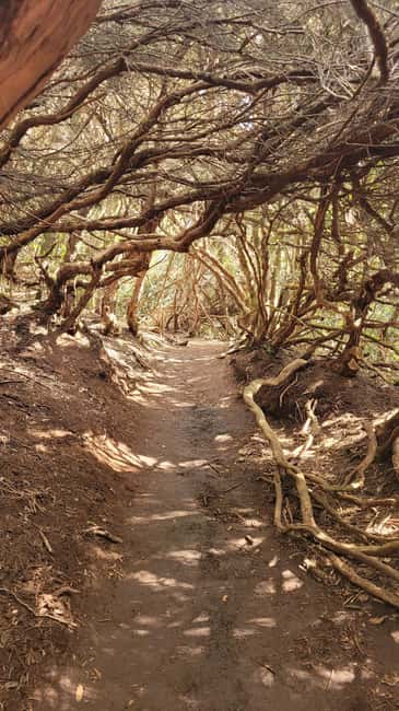 Tenerife Anaga Mountains: Circular Hike in the Laurel Forest - Small Group 10-12 P - Key takeaways