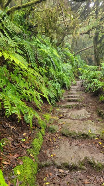 Tenerife Anaga Mountains: Circular Hike in the Laurel Forest - Small Group 10-12 P - Views without the marathon: Deep valleys and steep gorges