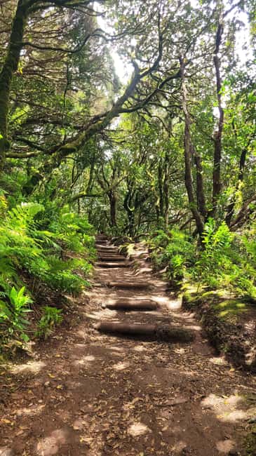 Tenerife Anaga Mountains: Circular Hike in the Laurel Forest - Small Group 10-12 P - Gear that keeps the hike comfortable (and safe)