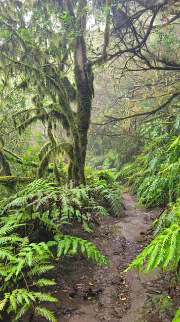 Tenerife Anaga Mountains: Circular Hike in the Laurel Forest - Small Group 10-12 P - Weather reality in Anaga: fog, rain, and flexible routing
