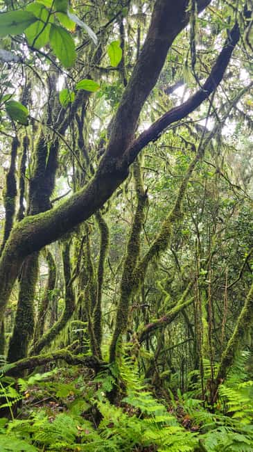 Tenerife Anaga Mountains: Circular Hike in the Laurel Forest - Small Group 10-12 P - The main event: Walking the mossy Laurisilva forest loop