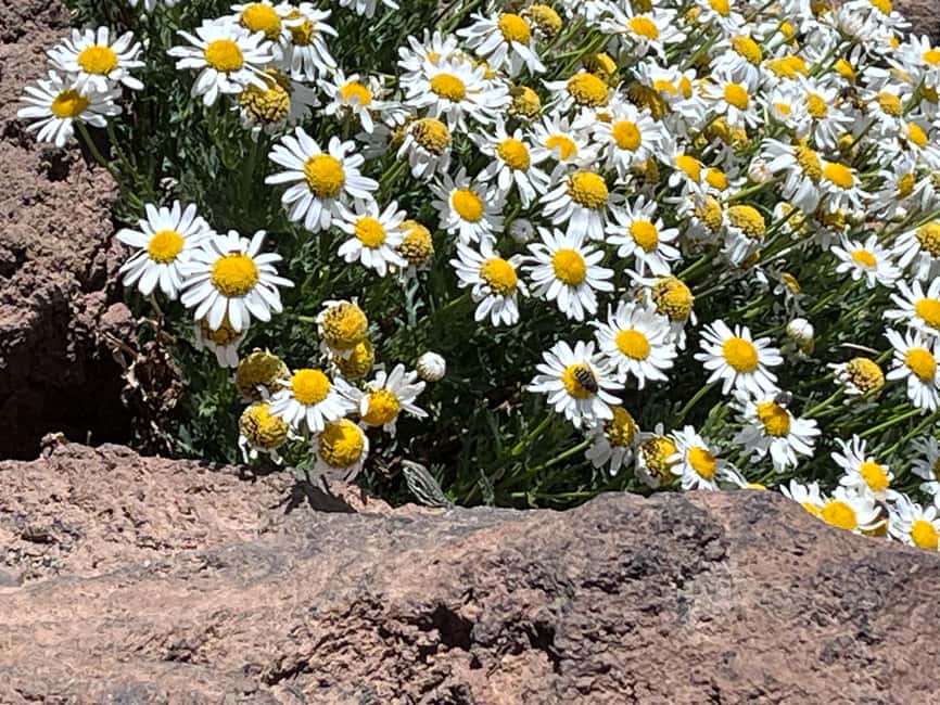 Tenerife: Climb to the summit of Mount Teide with an official permit and guide - Permits and guide support: the legal and safety value