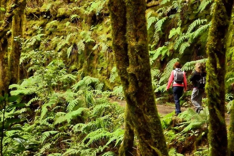 Tenerife: Guided hike in Anaga Rural Park - Key things I’d plan around