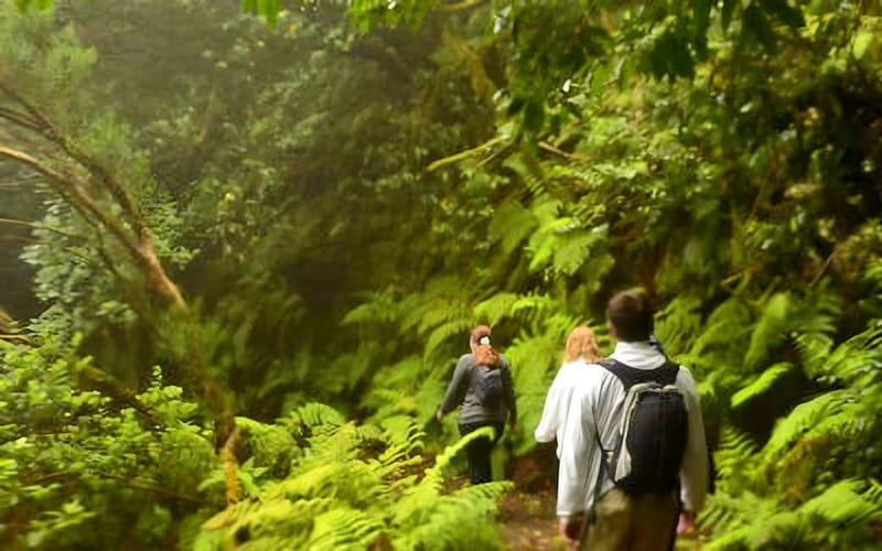 Tenerife: Guided hike in Anaga Rural Park - Anaga’s laurel forest and the Forest of Enigmas trail