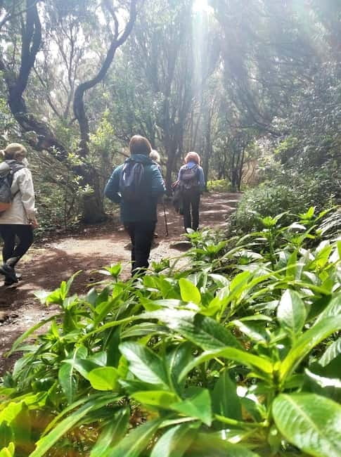 Tenerife: Guided hike in Anaga Rural Park - The real rhythm of the hike: what 3 hours feels like on your legs