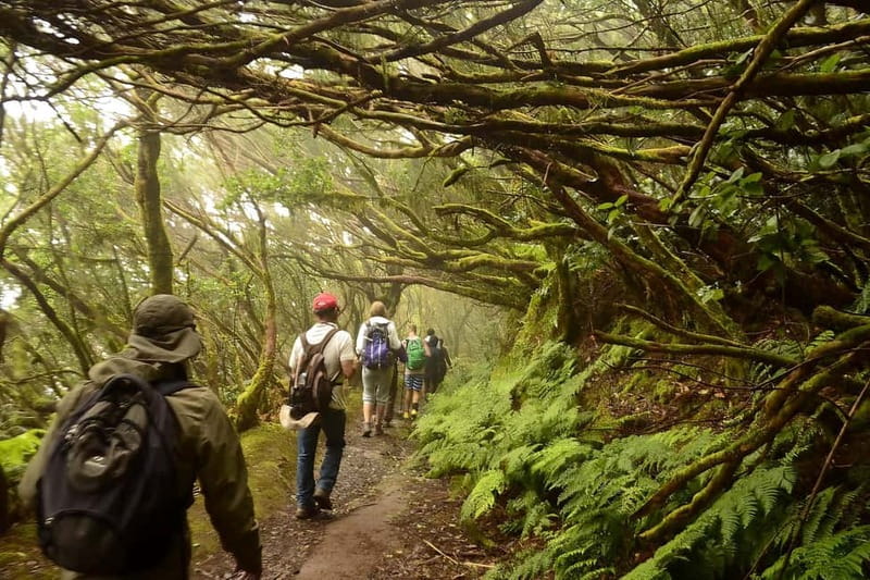Tenerife: Guided hike in Anaga Rural Park - Should you book the Tenerife Anaga guided hike?