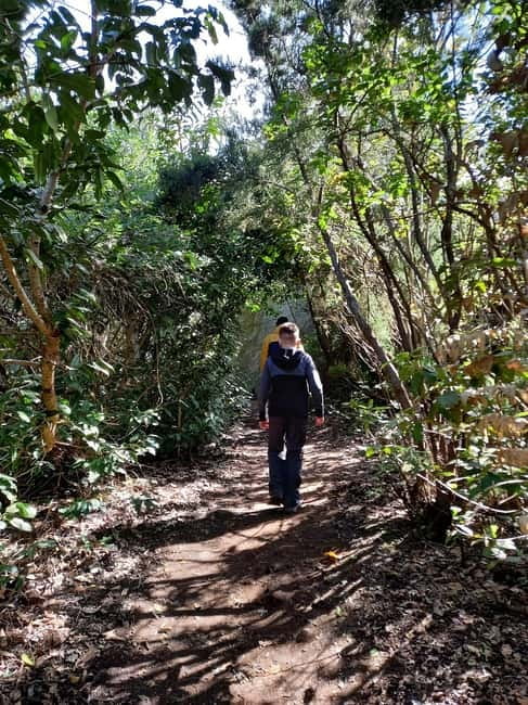 Tenerife: Guided hike in Anaga Rural Park - Cruz del Carmen parking: get there early and avoid the stress spiral