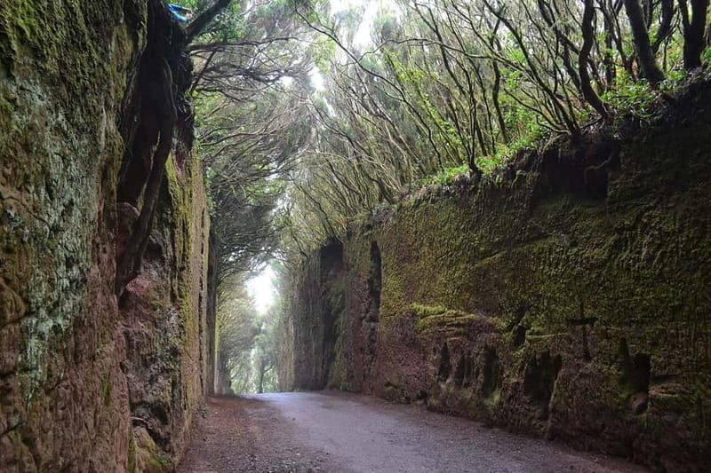 Tenerife Hidden Gem: Anaga Hike, Bajamar Pools & Cocktail - Price and group size: why $112 can be fair (or not)