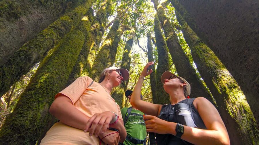 Tenerife: Hike Above Masca in Enchanted Forest with Pick-up - Key takeaways for your hike above Masca