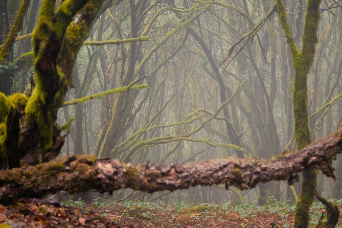 Tenerife: Hiking through Enchanted forest Above Masca with PICKUP - Why This Enchanted Forest Hike Feels Different From Normal Tours