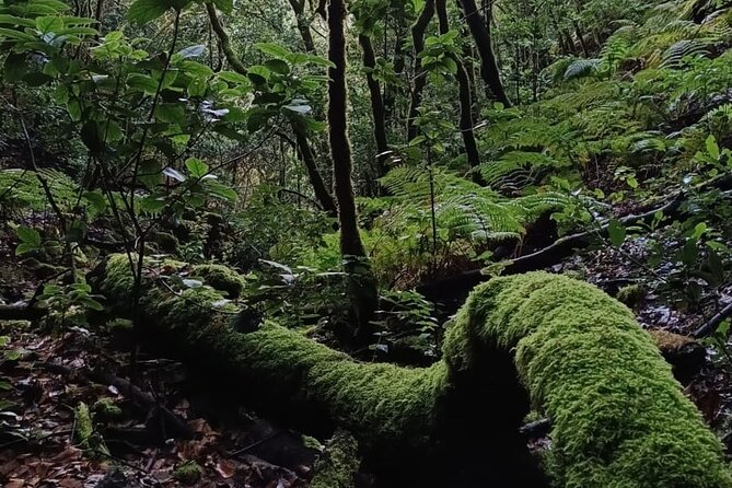 Tenerife: Hiking through Enchanted forest Above Masca with PICKUP - How Challenging Is It, and What to Pack So You Don’t Regret It