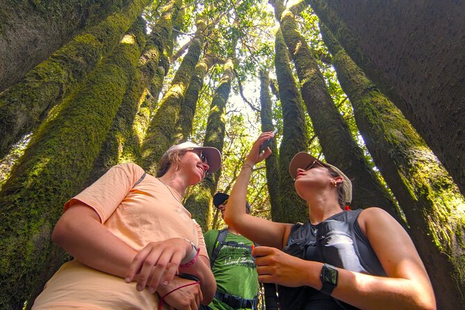 Tenerife: Hiking through Enchanted forest Above Masca with PICKUP - Price and Value: Is $107.63 Worth It?
