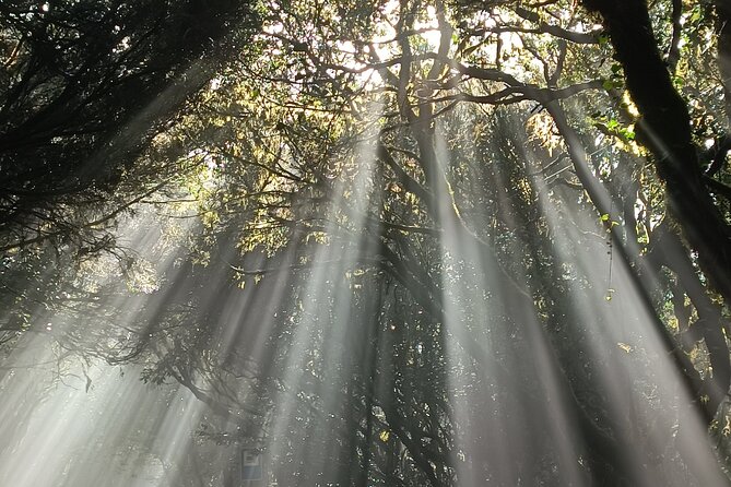 Tenerife: Hiking Tour in Anaga Mountains and Enchanted Forest - Final climb and cave-home moments at the end