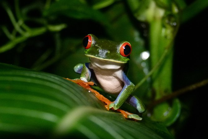 The best of Tortuguero: Canoe, hike and night tour (turtle in Jul-Oct) - 11:00am Walk Through the National Park: A Trail You Can Read
