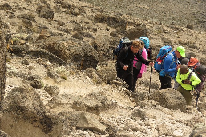 The Best & Unique Kilimanjaro Hiking tour 7 days Machame route - Day 2: Machame Camp to Shira 2 Camp (heath zone transition)
