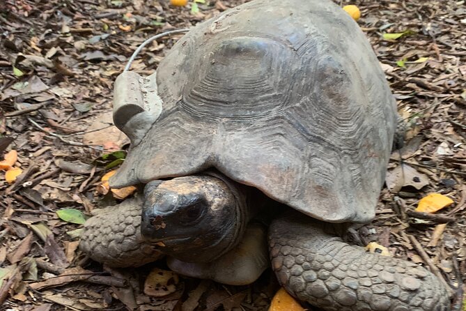 Tijuca Forest Hike - Waterfalls & Caves, Nature & Wild Life! - Floresta da Tijuca, Capela Mayrink, and the “park life” feeling