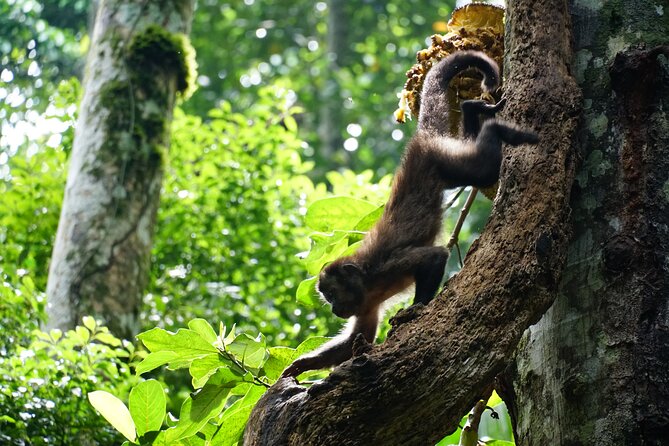 Tijuca Forest Hike - Waterfalls & Caves, Nature & Wild Life! - The caves segment: Belmiro, Archer, and Bats Caves