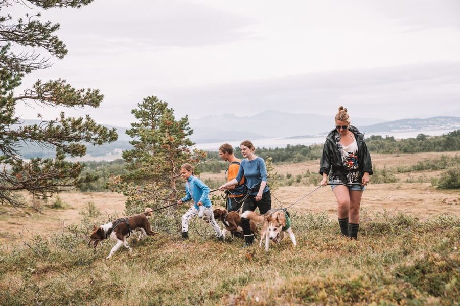 Tromsø: Husky Hike and Puppy Visit with Traditional Lunch - Quick key points before you go